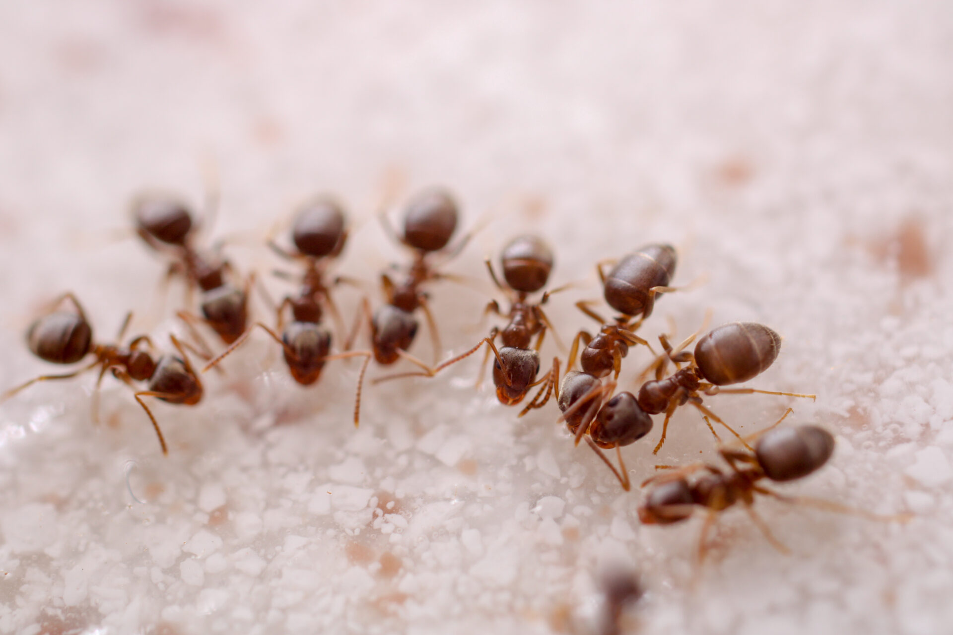 macro group of eating ant group